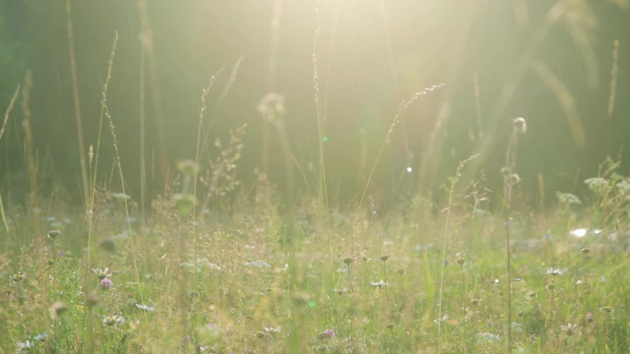 温暖的夏雨洒在开花的草地上视频下载