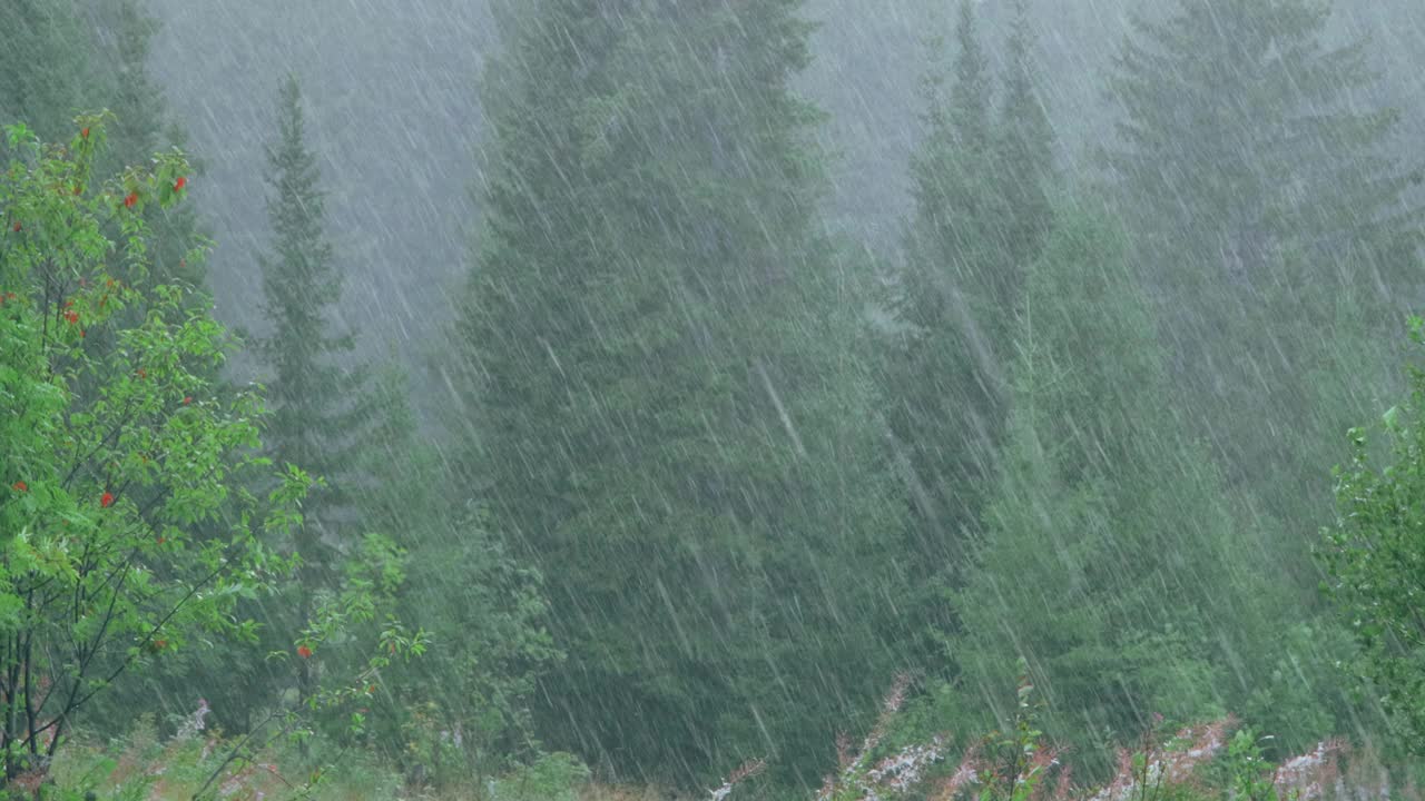 夏天倾盆大雨在森林里视频下载