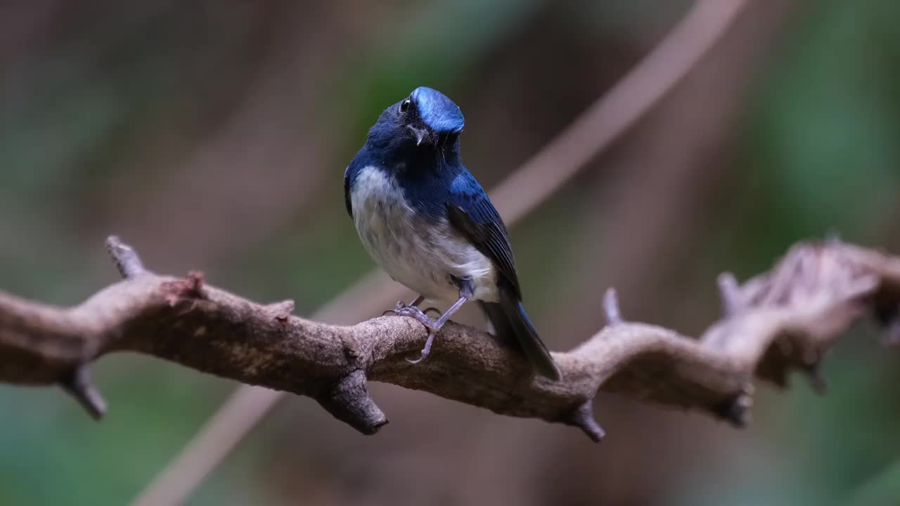 当镜头拉近时，栖息在藤蔓上的海南蓝捕蝇鸟(Cyornis hainanus Thailand)把头向左倾斜视频素材