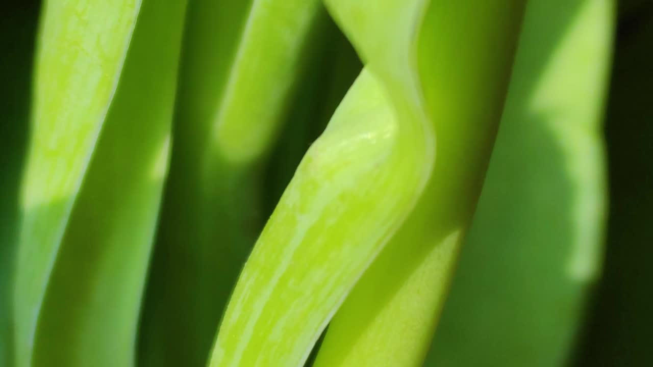 粉红色的郁金香在柔和的珊瑚色调在模糊的背景，特写。清新的春天的花朵在花园与柔和的阳光为您的水平花海报，壁纸或节日贺卡。视频素材