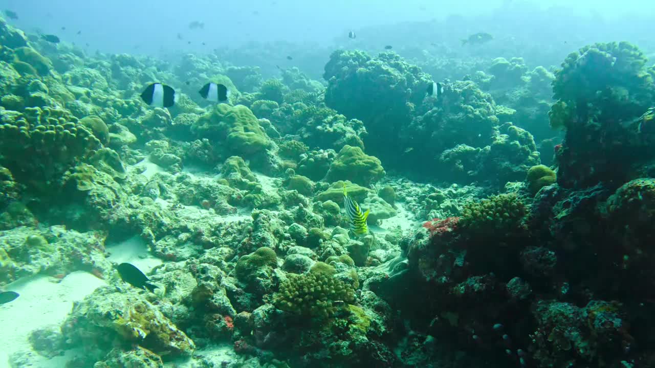 黄带鸻(Plectorhinchus lineatus)在深海中游泳/马尔代夫。视频下载