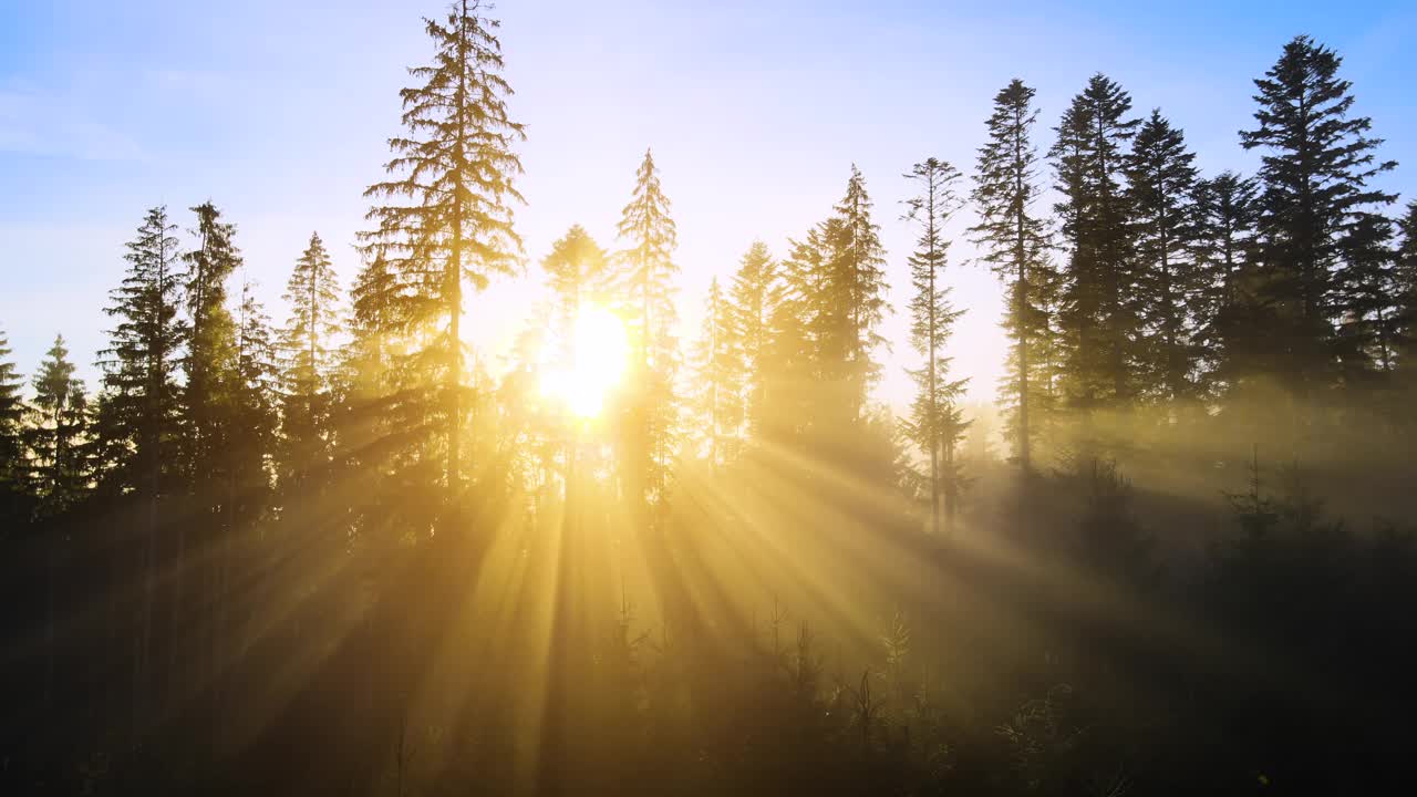 日落时雾蒙蒙的松林里有云杉，阳光透过秋山的树枝照射进来视频素材