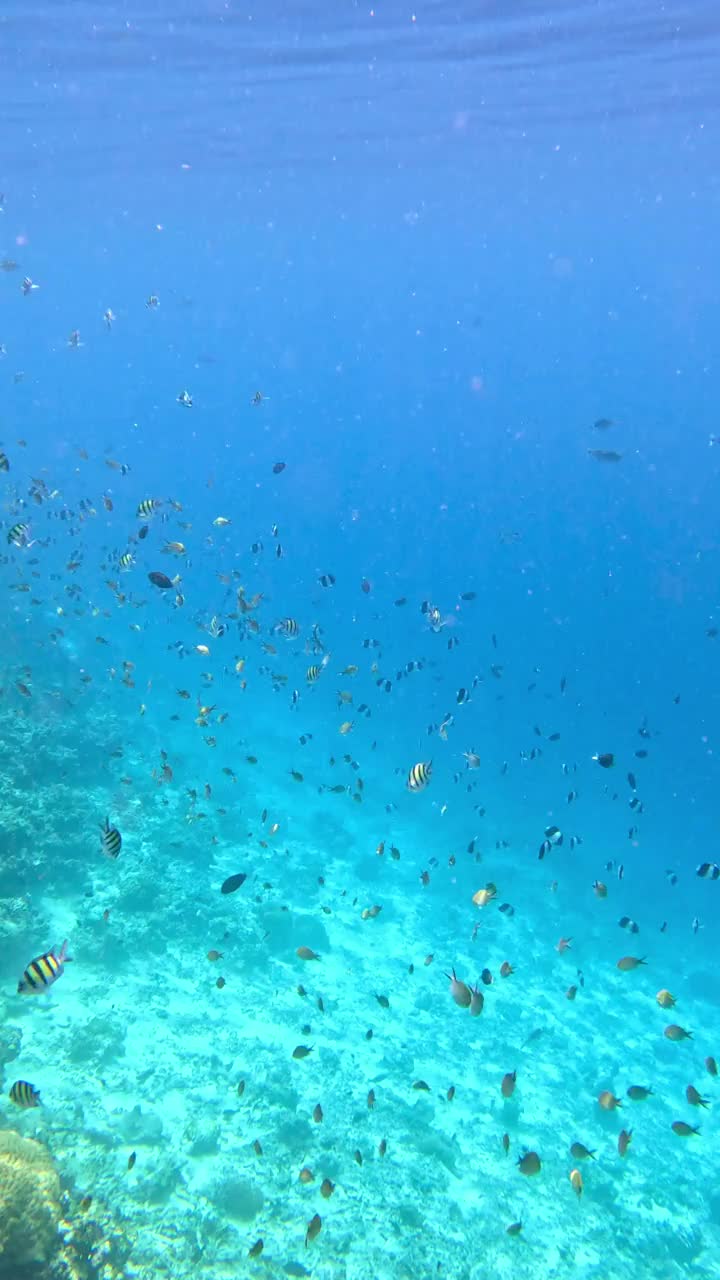 在马尔代夫附近的印度洋清澈的海水中，五颜六色的鱼群视频素材