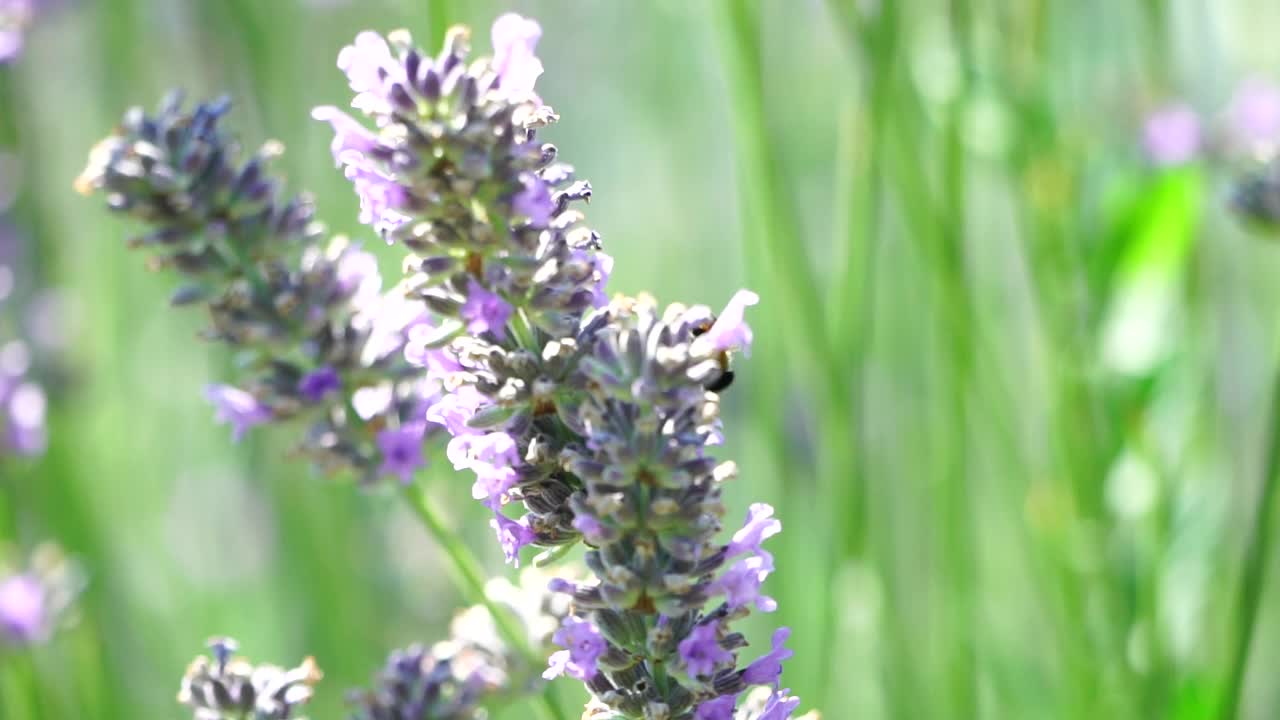 大黄蜂在薰衣草花上。蜜蜂在薰衣草地里小心翼翼地从盛开的薰衣草花朵上收集花粉。枝干在夏日的微风中摇曳，近距离的慢动作视频素材