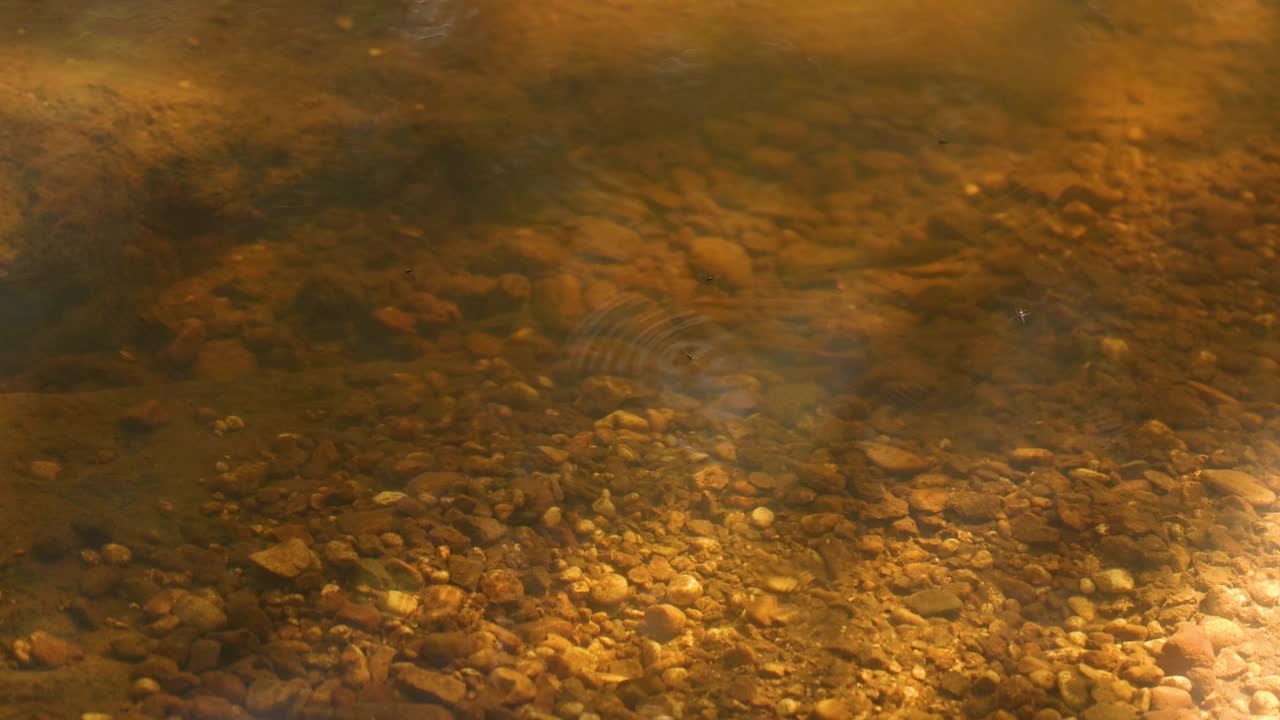 阳光溪流中的水下宁静视频素材