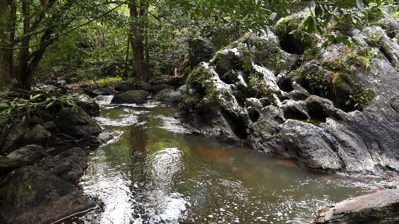 宁静的森林溪流视频素材