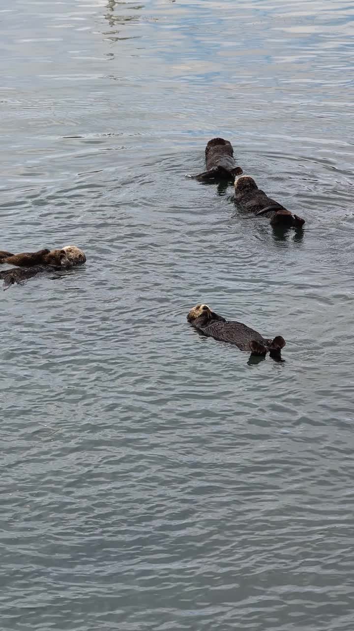 海獭视频素材