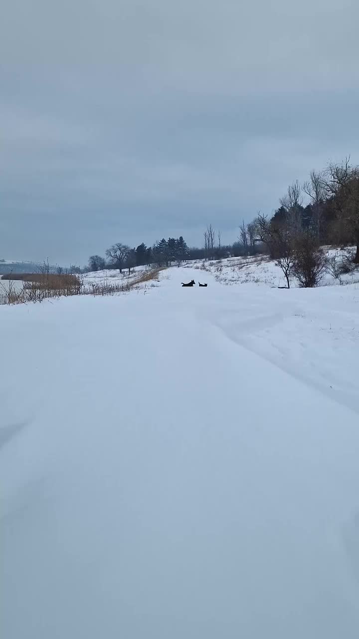 两只活泼有趣的狗穿过雪堆向它们的主人跑去。森林附近美丽的冬季户外景色视频素材