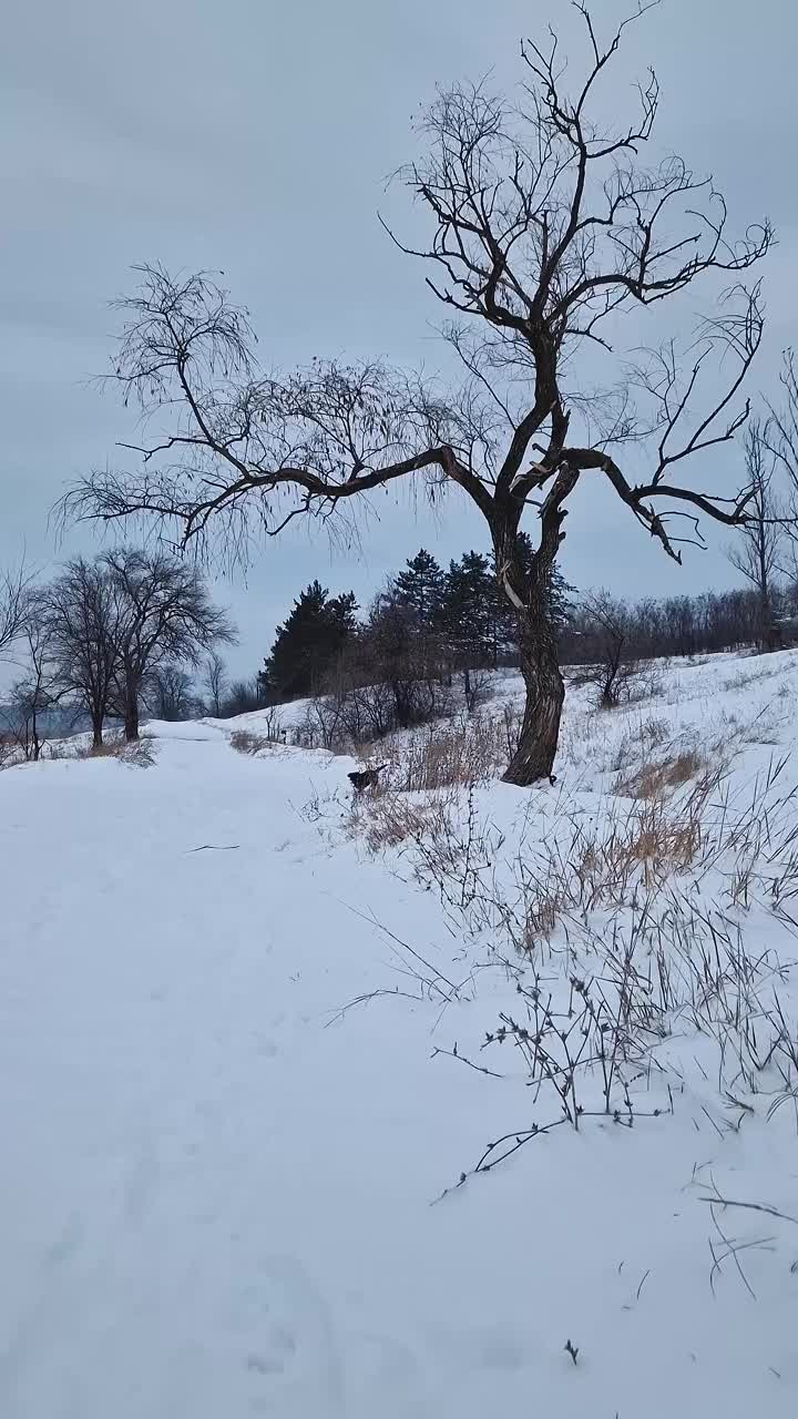 公园里冬天的一幕，一只狗在雪地里向它的主人跑去视频素材