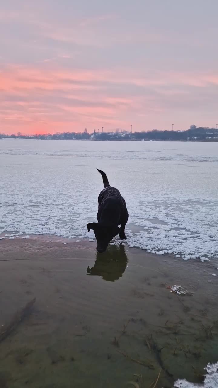 好奇和有趣的狗站在冰冻的湖试图喝水。美丽的冬日夕阳背景视频素材