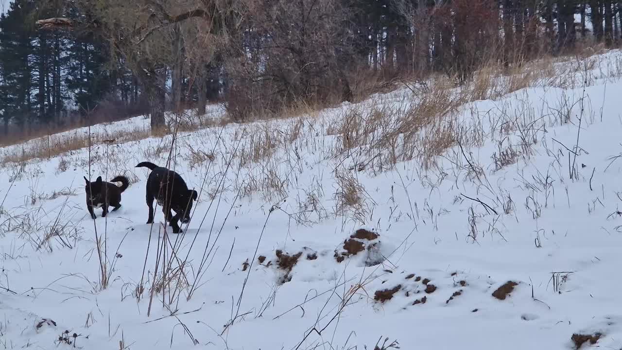 两只活跃而好奇的狗闻着周围的雪，在森林里搜寻和狩猎视频素材