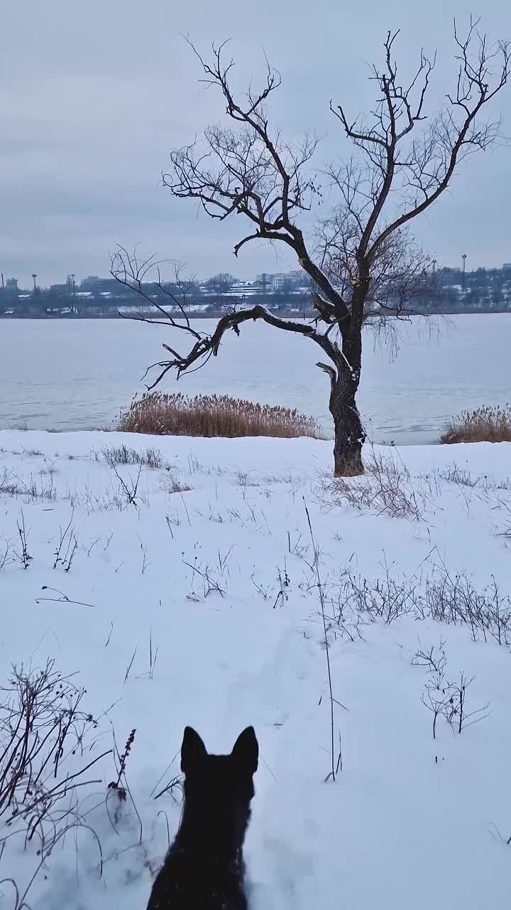 活跃而好奇的狗在雪地里奔跑，嗅着周围的气味，在冰湖附近的冬季森林里寻找和狩猎视频素材