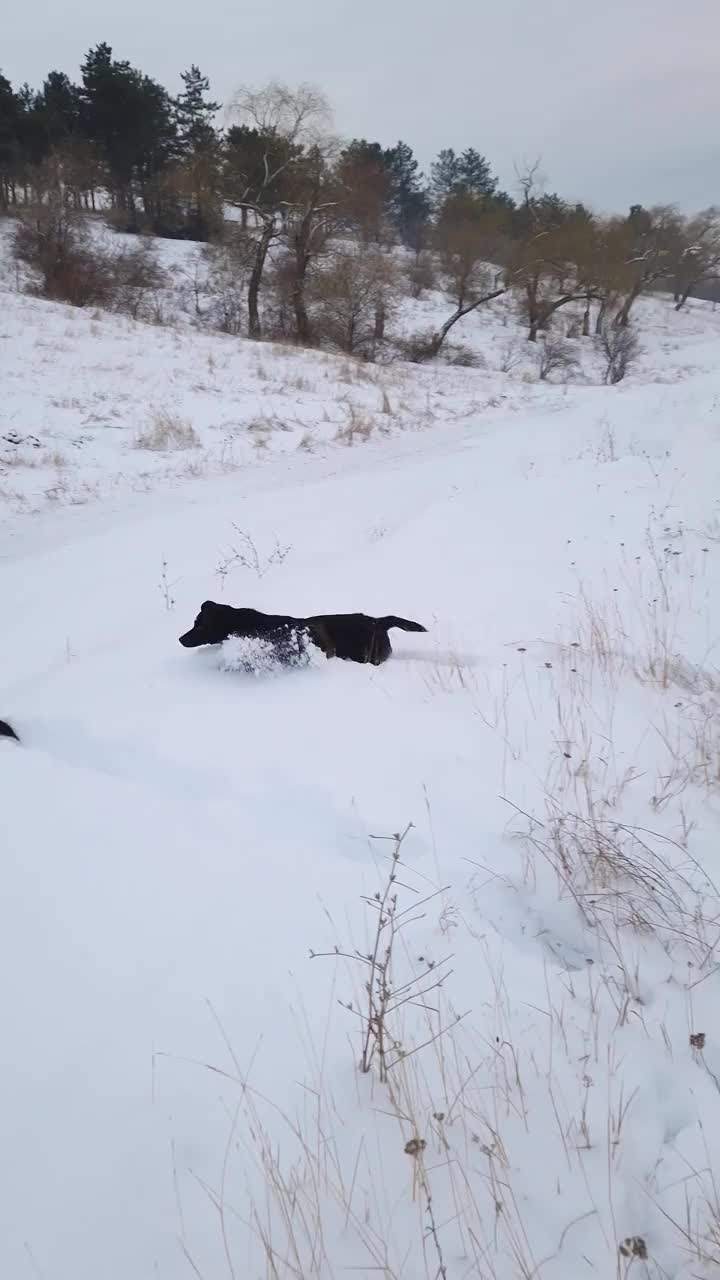 两只活跃而好奇的狗闻着周围的雪，在森林里搜寻和狩猎视频素材