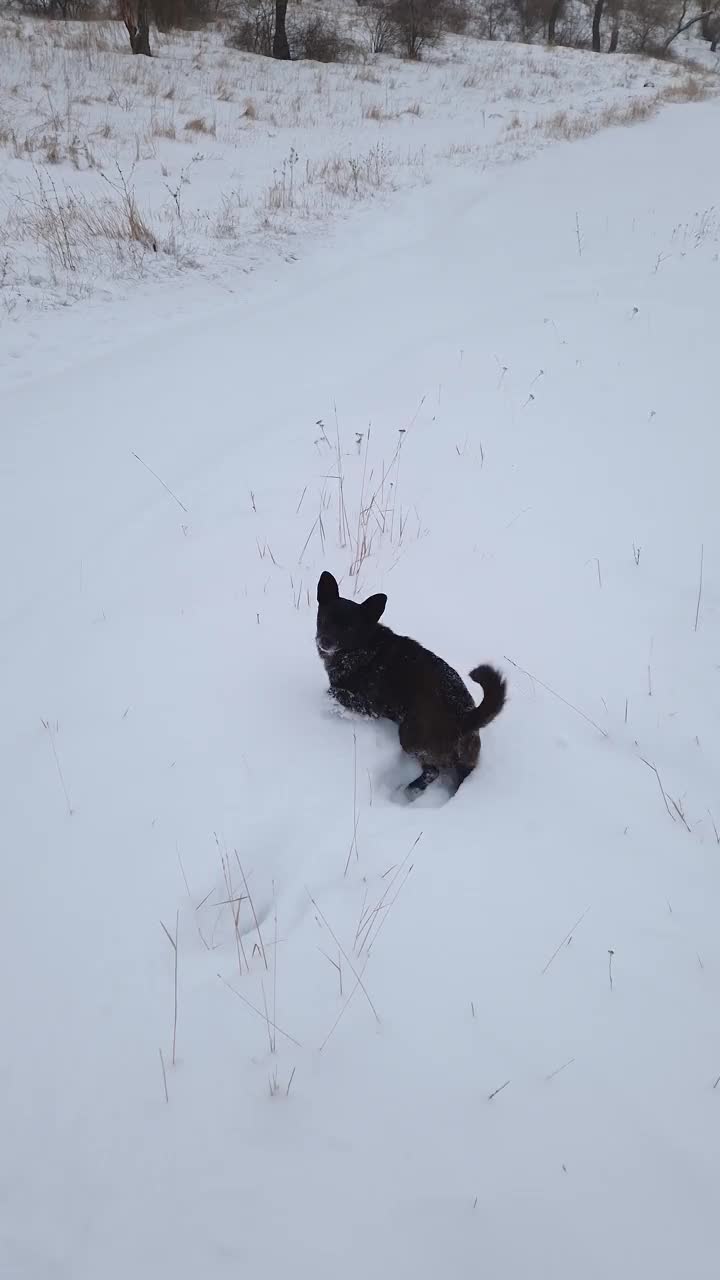 冬日户外的场景，一只狗艰难地在雪堆中奔跑视频素材