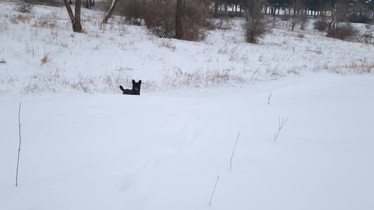 冬天户外的场景，一只有趣的狗艰难地爬上雪堆，穿过雪地向他的主人跑去视频素材