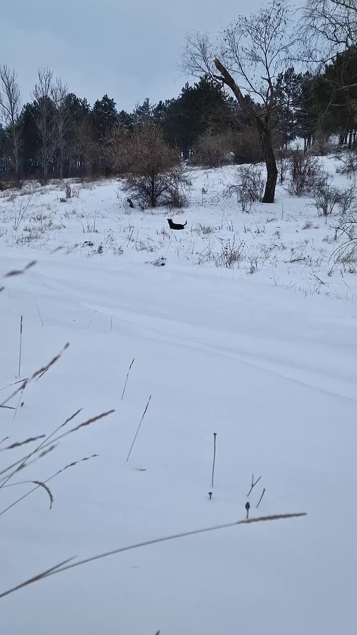 两只活泼有趣的狗穿过雪堆向它们的主人跑去。森林附近美丽的冬季户外景色视频素材