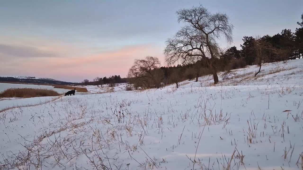 美丽的冬季日落场景，一只狗在雪地里靠近冰冻的湖视频素材