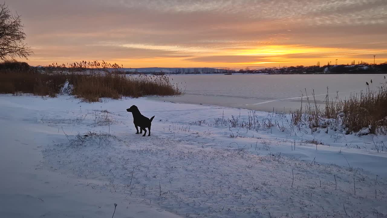 美丽的冬季日落场景，一只狗在雪地里靠近冰冻的湖视频素材