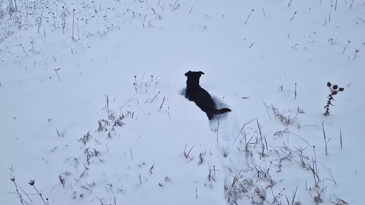 活跃而好奇的狗在雪地里奔跑，闻着周围的气味，就像在冬天的森林里搜寻和狩猎一样视频素材