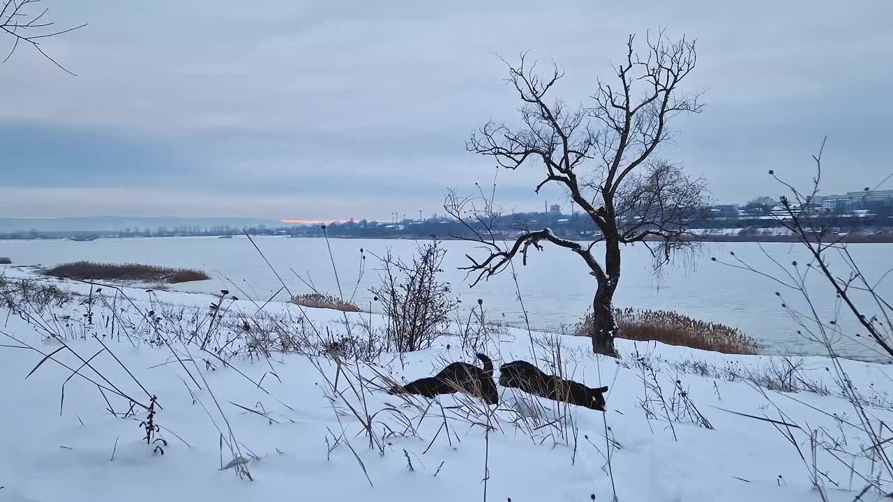 两只活跃而好奇的狗闻着周围的雪，在森林里搜寻和狩猎视频素材