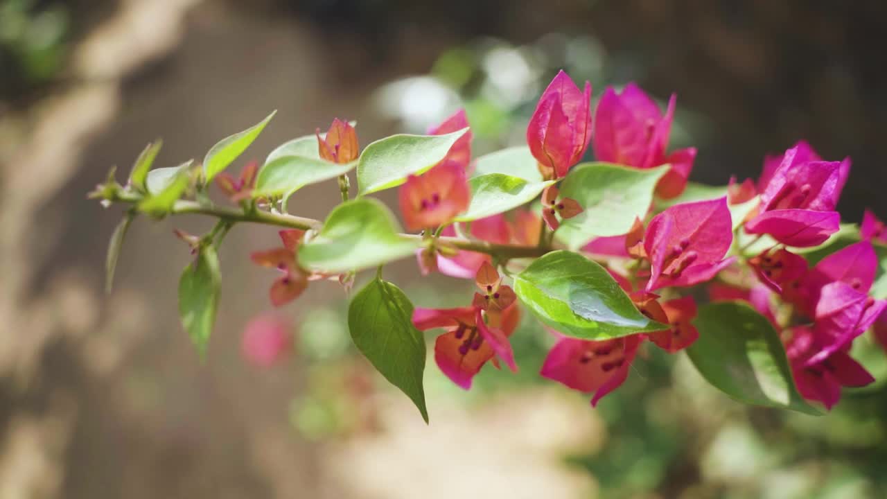 九重葛花的微距镜头，一种多刺的观赏植物，在印度的一个房子的后院视频素材