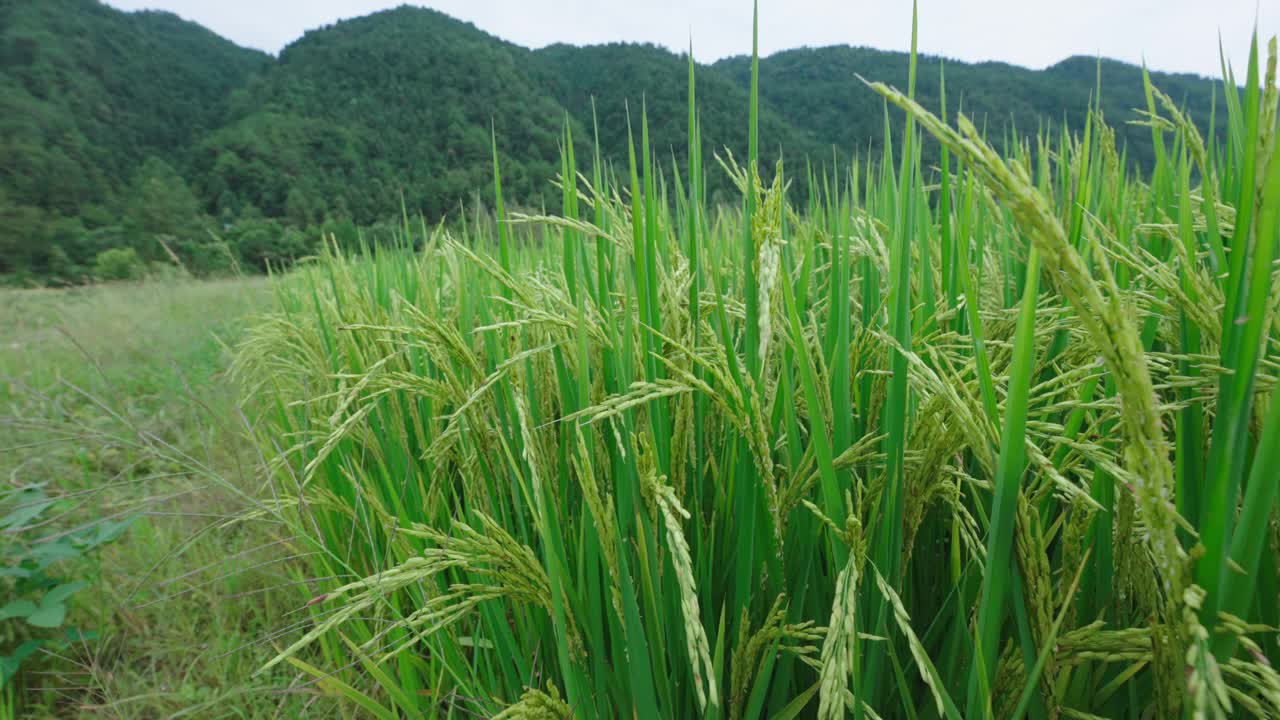 村子里的稻田视频素材