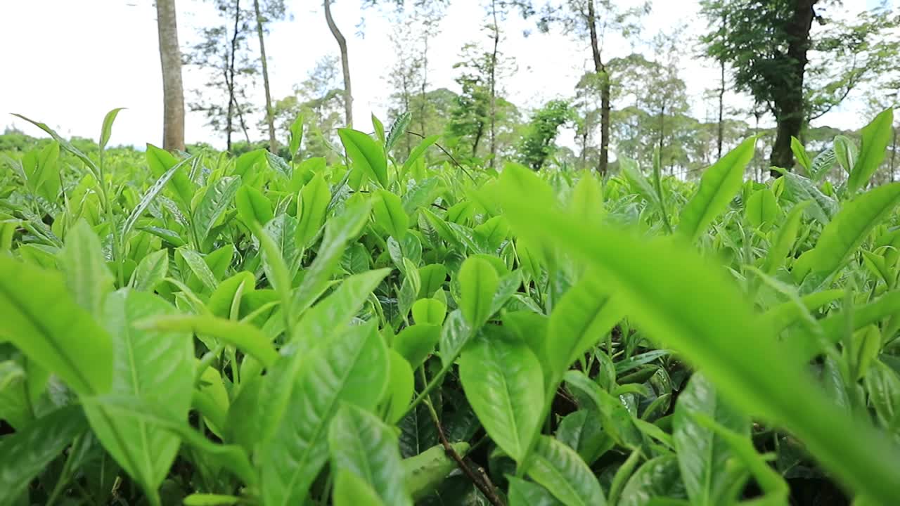 茶园里的新鲜茶叶，近距离实时运动视频下载