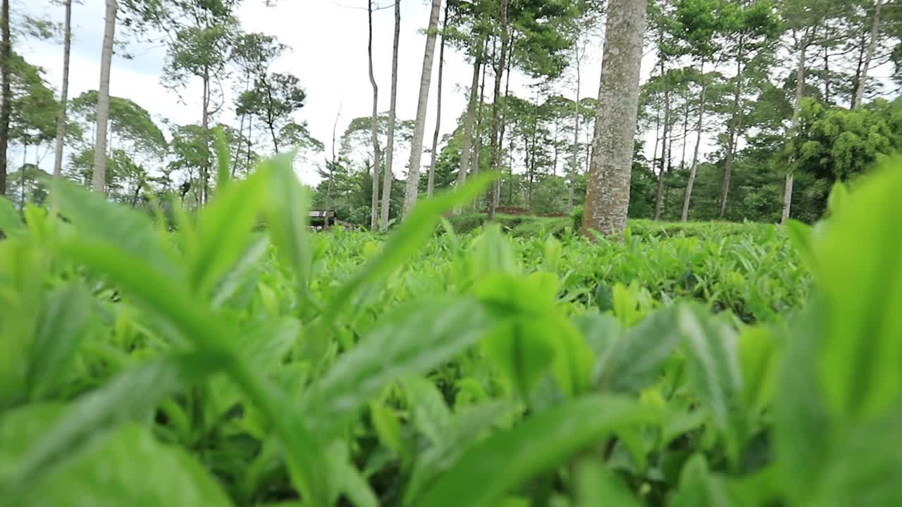 茶园里的新鲜茶叶，近距离实时运动视频下载