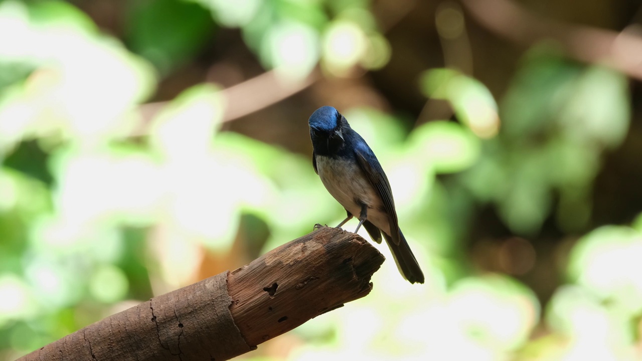 海南蓝捕蝇鸟(Cyornis hainanus Thailand)栖息在一根断枝上，面朝右，然后向左飞去视频素材