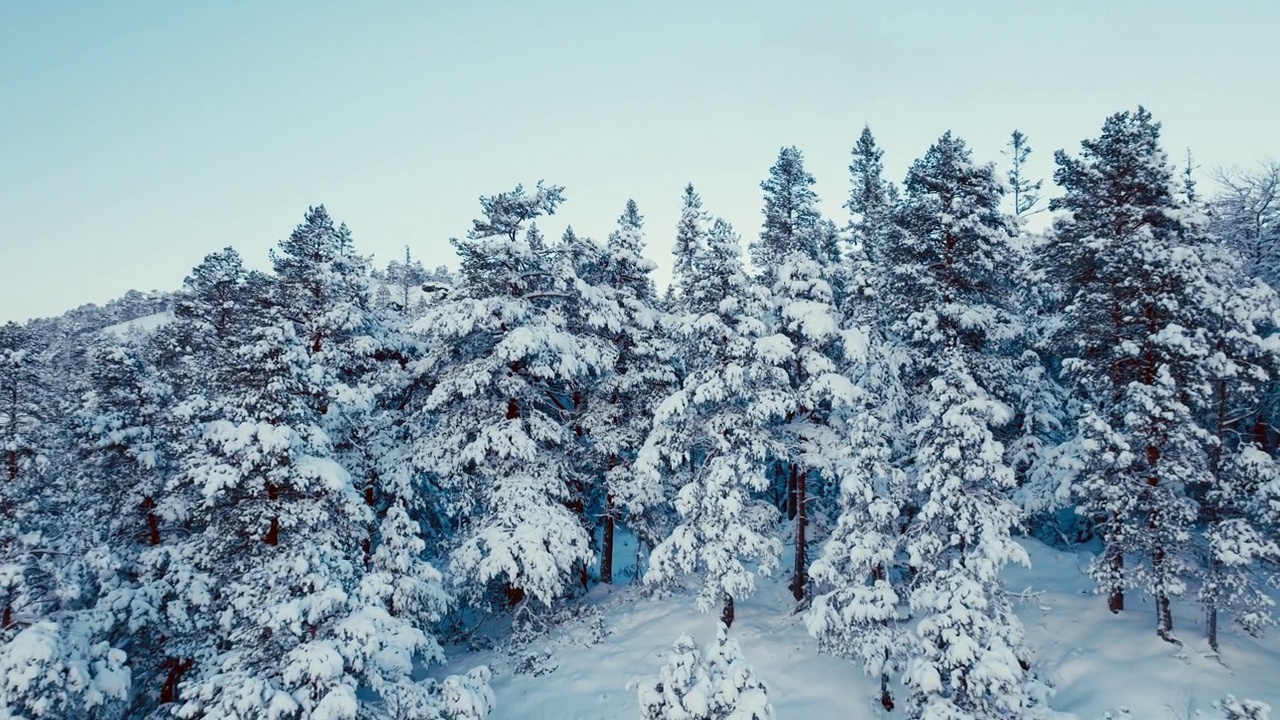 冬天，山上的树木覆盖着新鲜的雪。空中回射视频素材