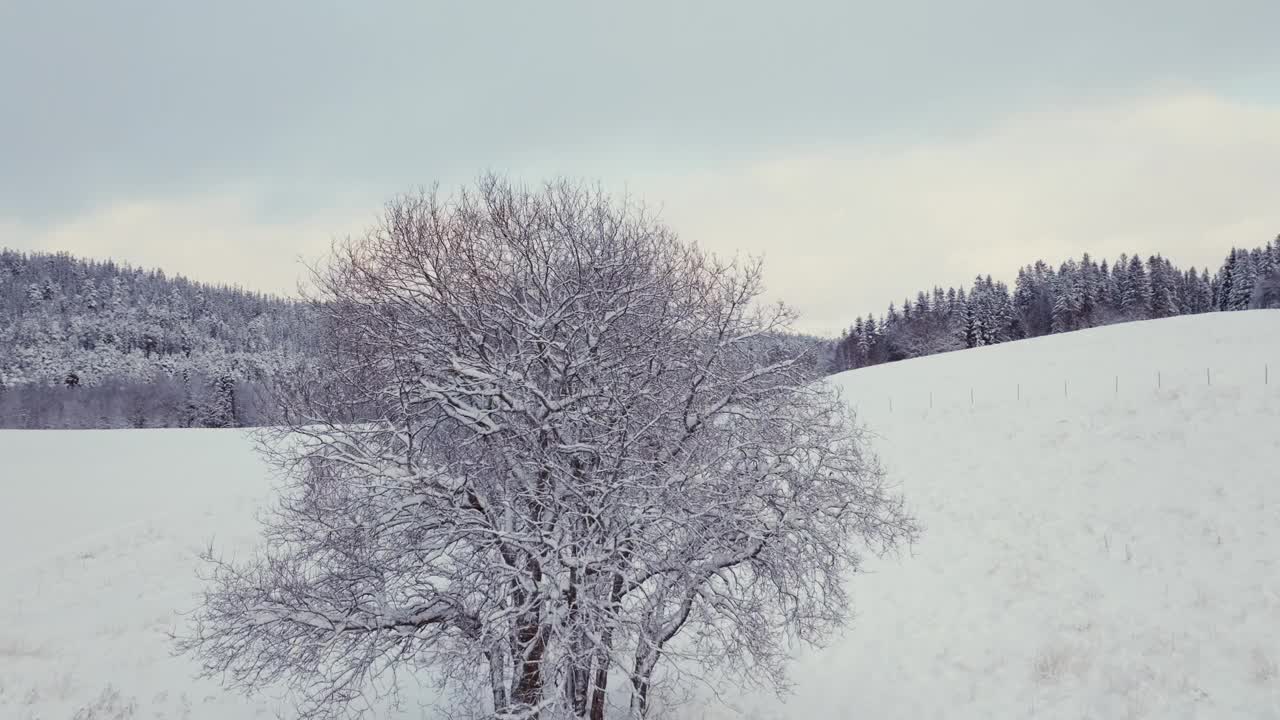 光秃秃的树孤立在冰冻的森林山上在冬天。无人机航拍视频素材