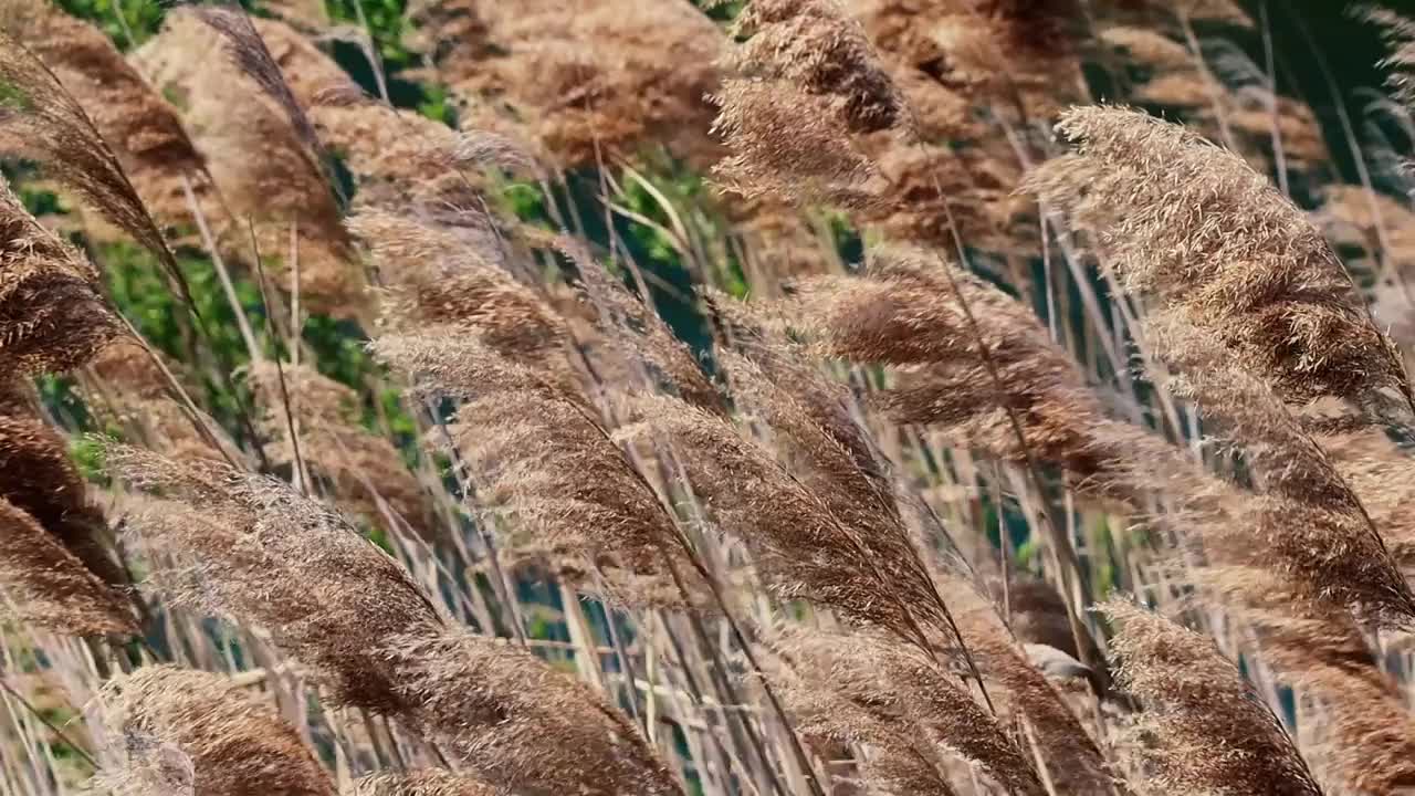 风中的草视频下载