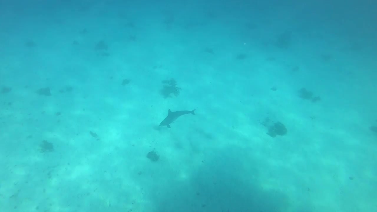 寻找食物的海豚。埃及赫尔格达的野生海豚视频素材