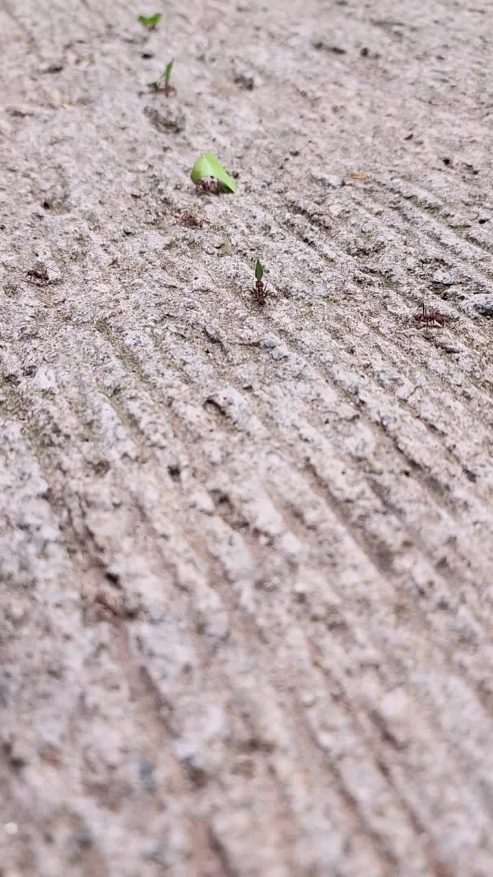 垂直视频。褐色的蚂蚁在水泥上排成一行，景深短视频素材