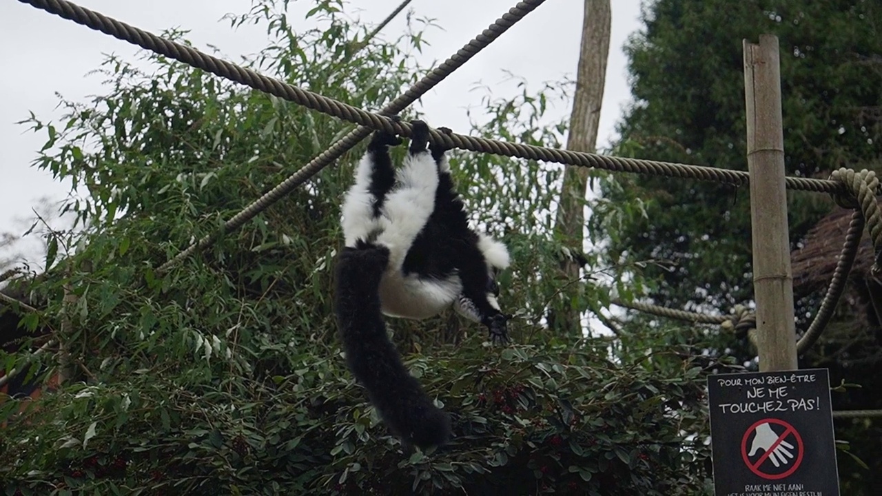 黑白相间的皱毛狐猴在动物园里倒挂着，走在绳子上。视频素材