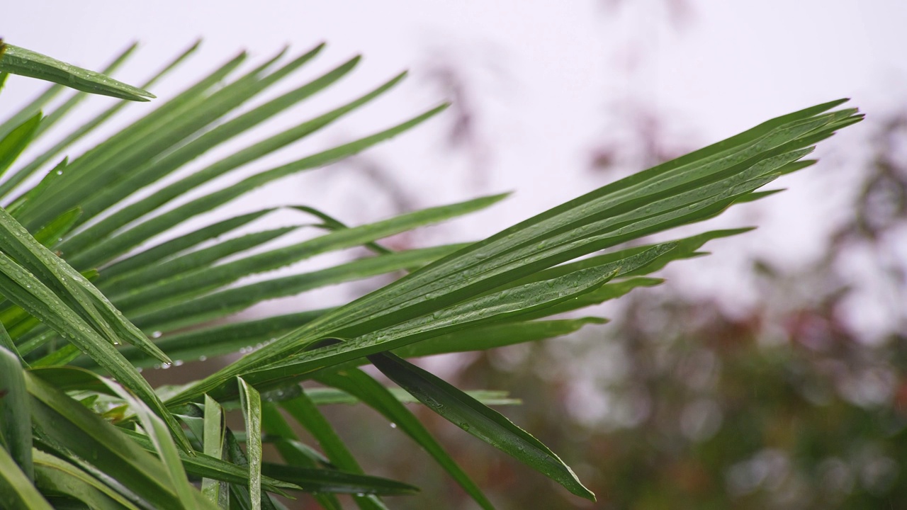 下雨天，棕榈树的叶子被微风吹动，上面沾满了水滴视频素材