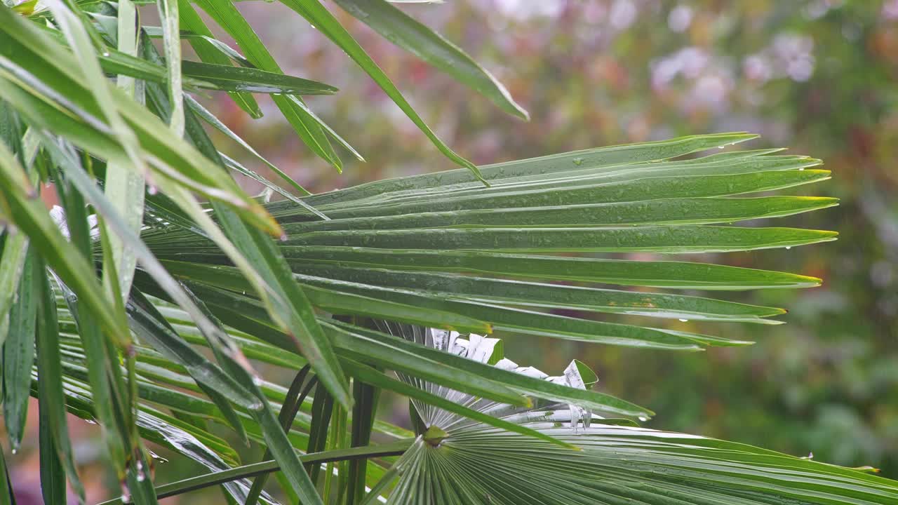 下雨天，棕榈树的叶子被微风吹动，上面沾满了水滴视频素材