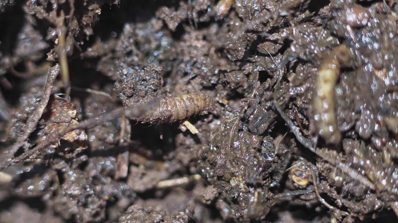 士兵蝇幼虫的特写，Hermetia iluscens，爬进堆肥箱里的泥里。视频素材