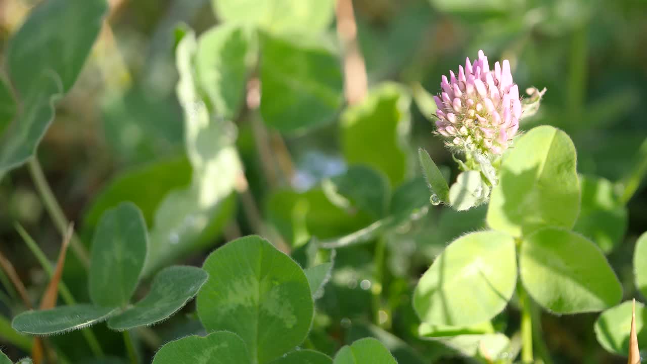 春天风景视频。白色的三叶草花上有水滴。视频素材