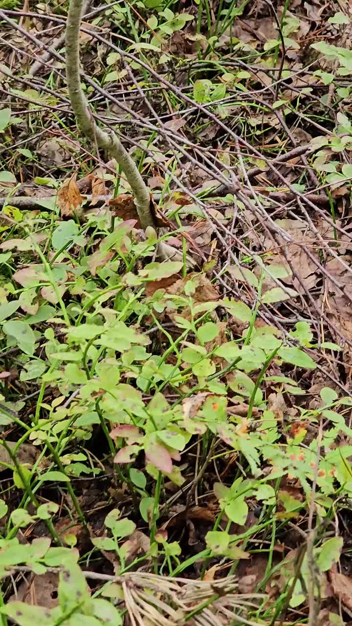 苔藓覆盖的蘑菇林地面视频素材