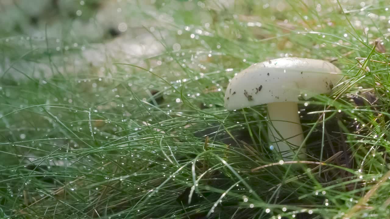 沐浴在阳光下的乌苏娜视频素材