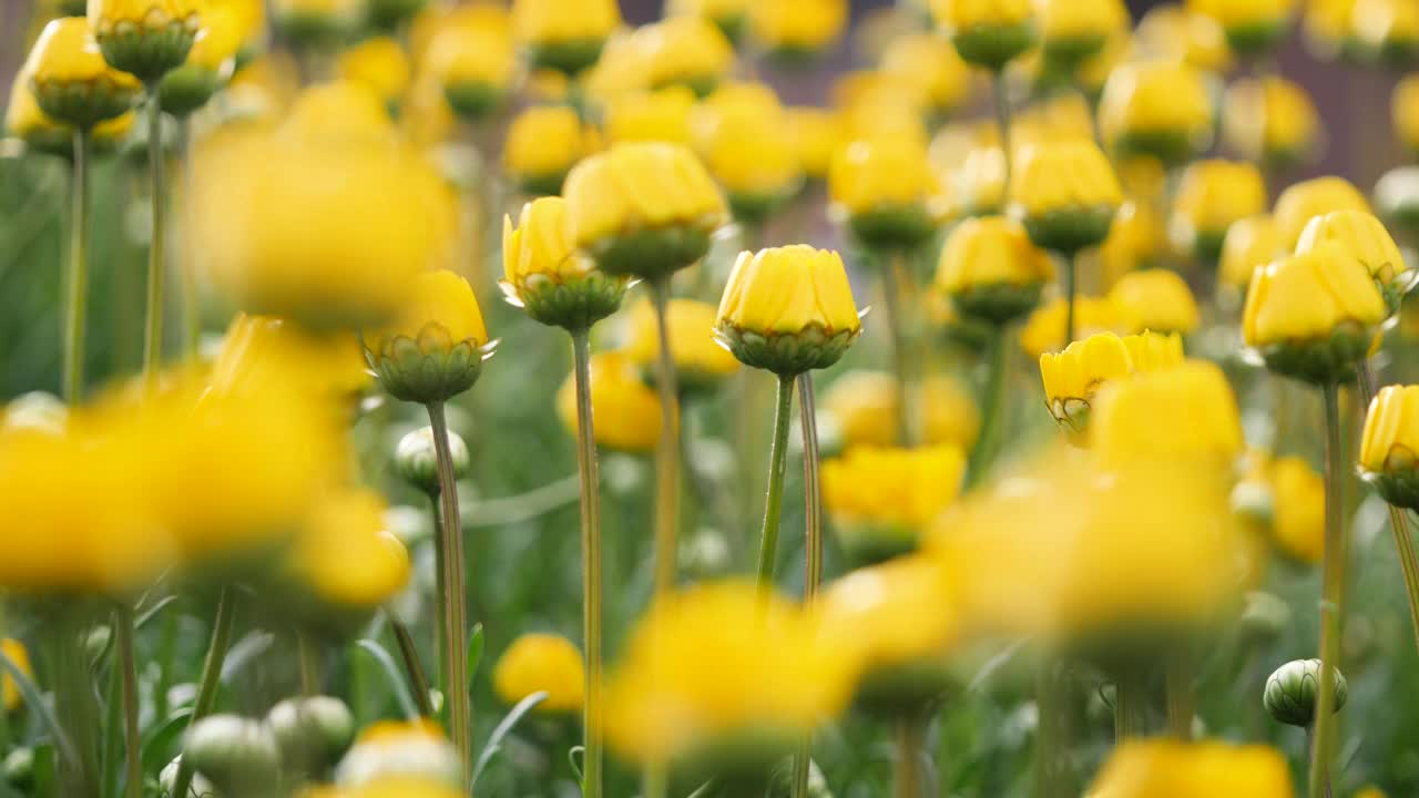 春天的风景。黄菊多瓣花的视频。视频素材