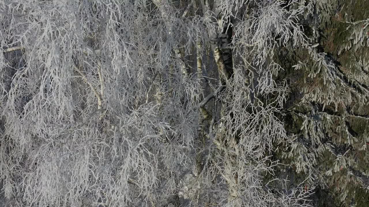 冬天的时候美丽的结霜的树木在森林里，空中视频素材