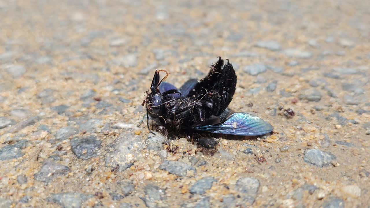 木匠蜂垂死的特写。视频素材