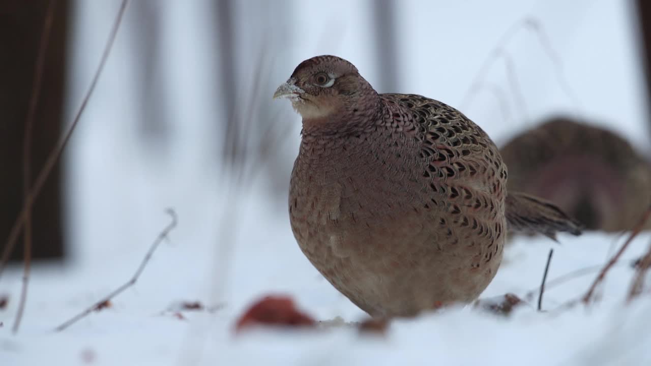 野鸡(Phasianus colchicus)视频下载