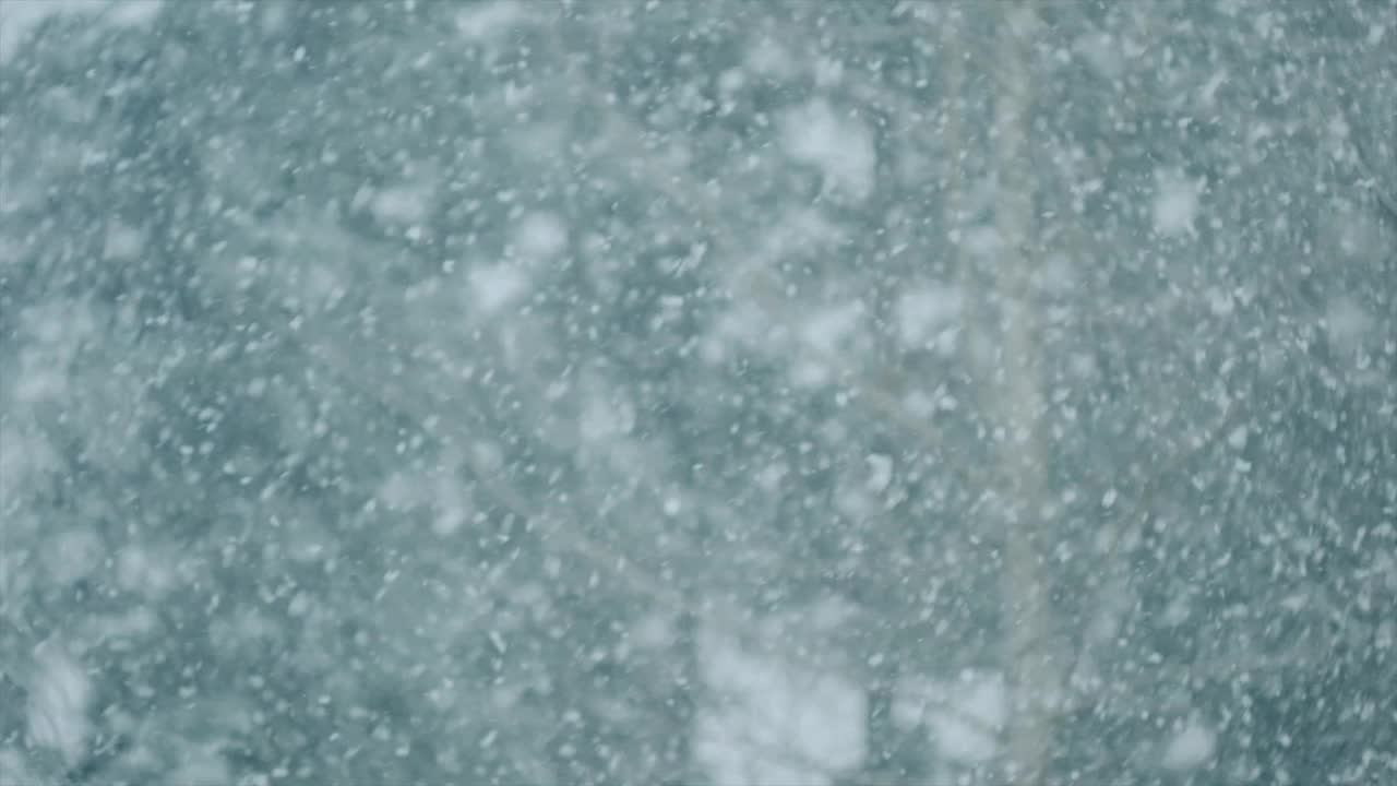 冬季自然天气下松树林中大雪雪花飘落的特写。有选择性的重点。慢动作视频素材