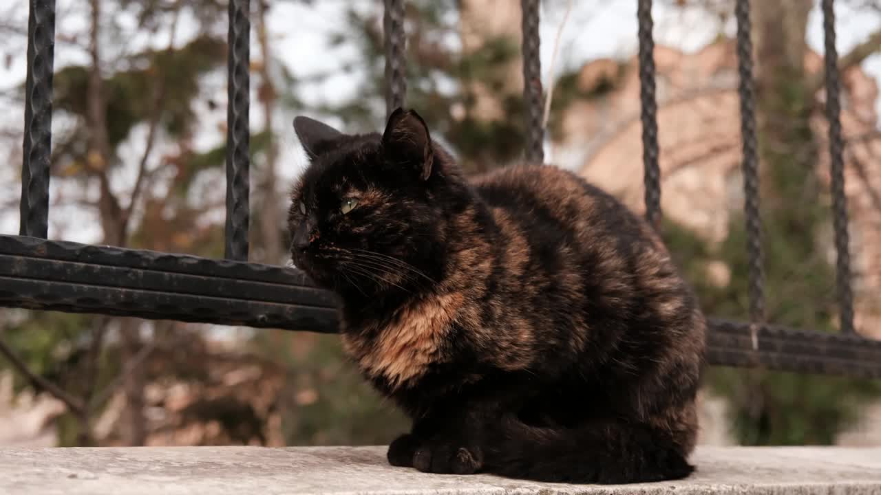 一只黑色的流浪猫正坐着环顾四周。近景拍摄视频下载