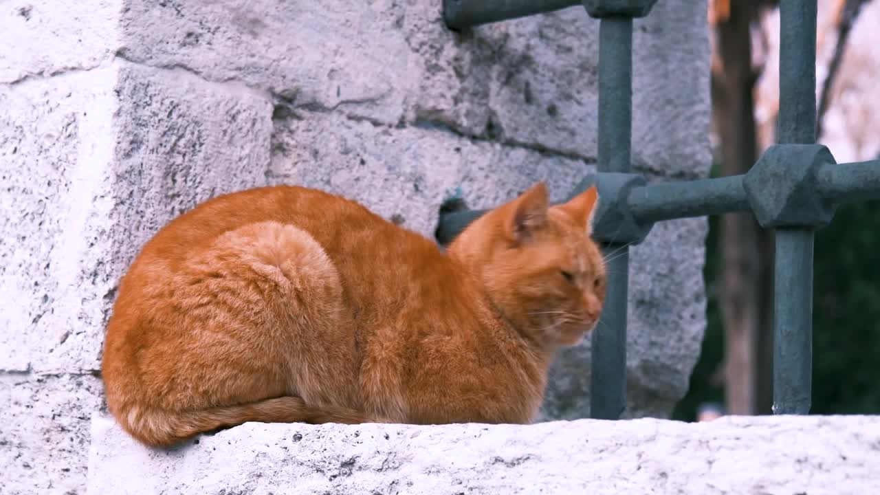 一只红色的流浪猫正坐着环顾四周。近景拍摄视频下载