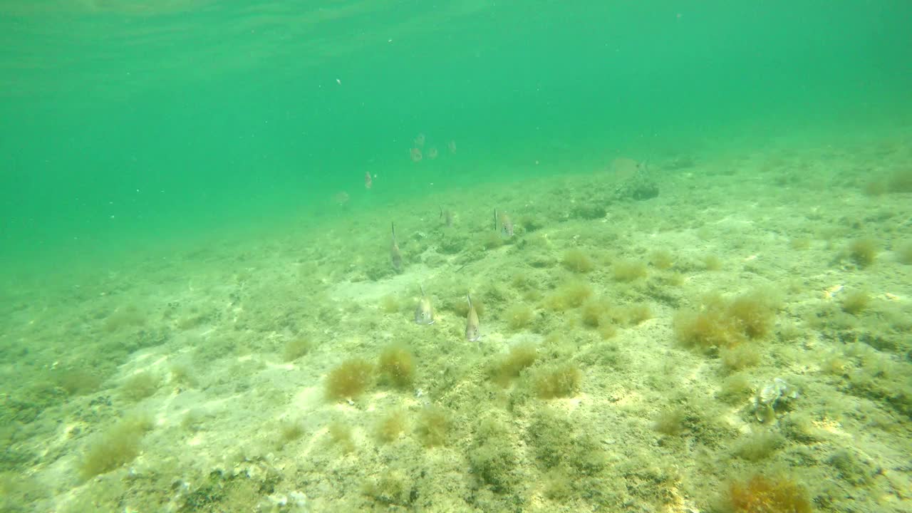 海底沙滩的水下景观视频下载