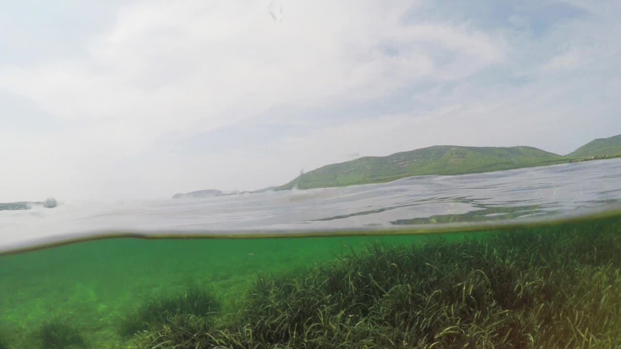 阴天海藻的水下分割视图视频下载